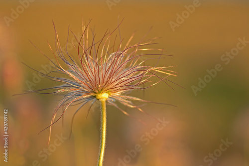 Seedhead of the small pasque flower  Pulsatilla pratensis in evening light during sunset