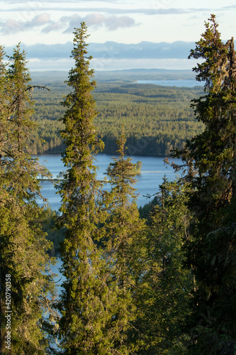 Row of conifer trees on the hillside. Spruce trees have suffered from cold winters and heavy loads of snowy winters that are common in Kuusamo area, Finland, Northern Europe