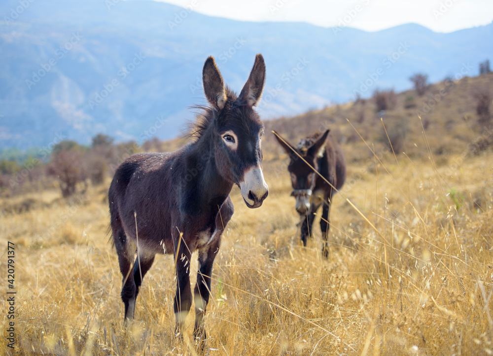 Two donkeys grazing in a field of dry yellow grass in summer with blue mountains in background out of focus