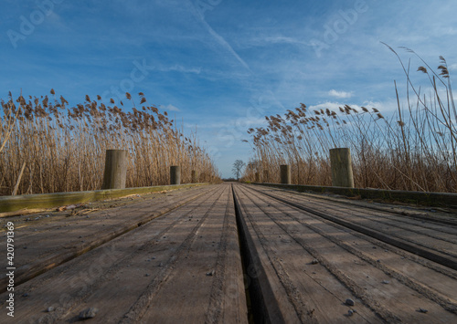 Wooden bridge to an island in nature reserve "Reewijkseplassen" in Reeuwijk, The Netherlands