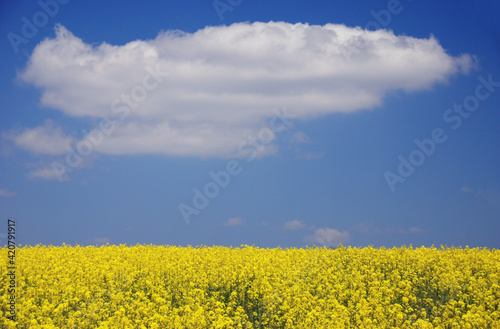 菜の花畑の上に浮かぶ大きな白い雲