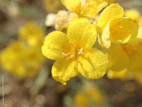 Close up of yellow wildflowers in the desert morning