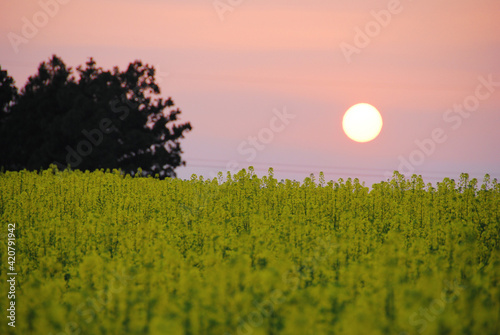 夕暮れの菜の花畑の上に浮かぶ夕日