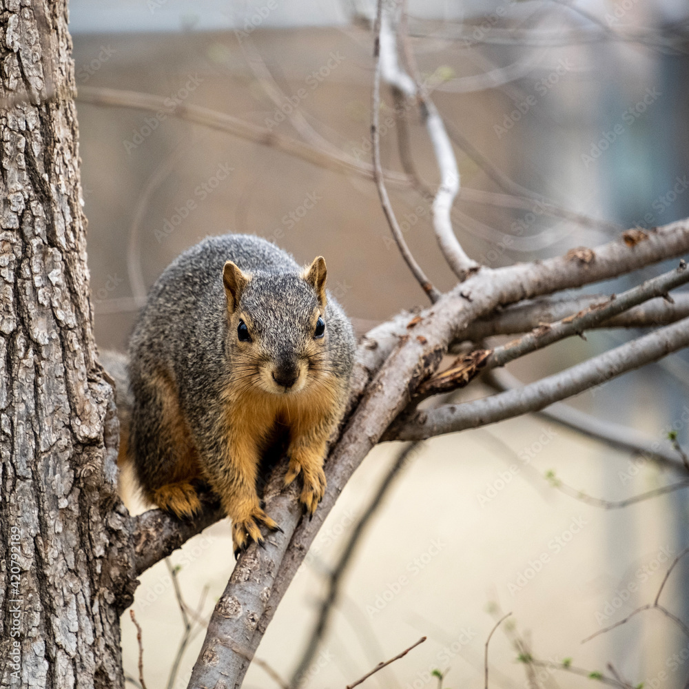 Obraz premium squirrel on a tree