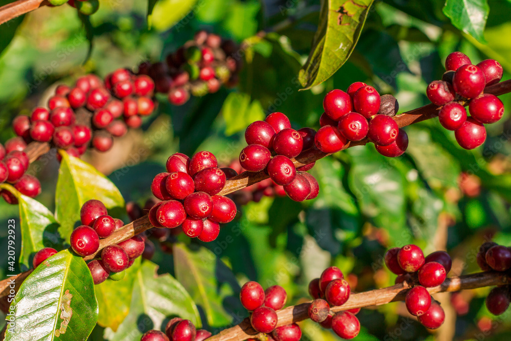 Coffee beans ripening on tree in North of thailand Coffee beans ripening on tree in North of thailand