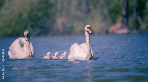 Young swans watch their mother as they hunt for food. photo