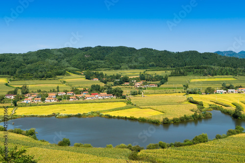 Overlooks the harvest of rice fields and rivers in Benxi, Liaoning Province, China, in autumn.