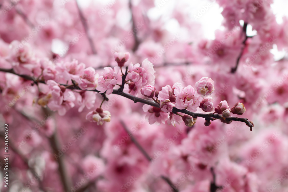 Tree blossoming during Spring in Notting Hill, London Tree blossoming during Spring in Notting Hill, London