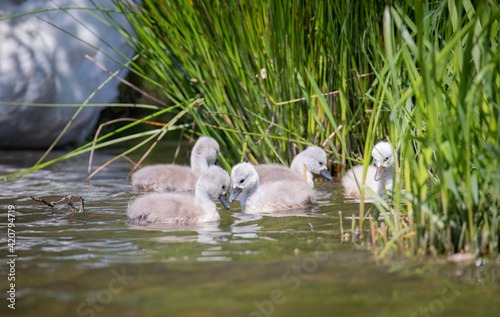 Young swans watch their mother as they hunt for food. photo