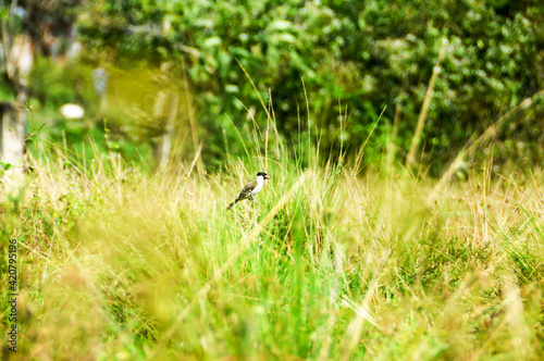 bird in the grass