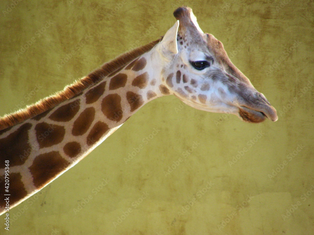 Obraz premium OLYMPUS DIGITAL CAMERA