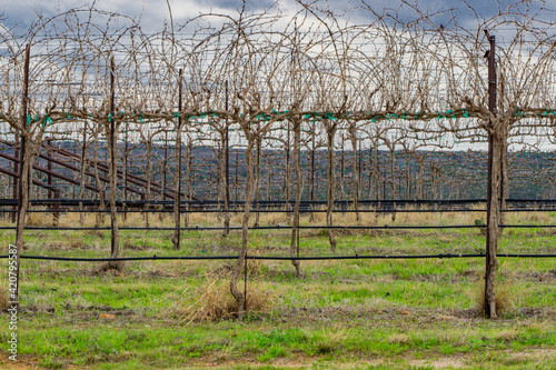 Grapevines on trellis