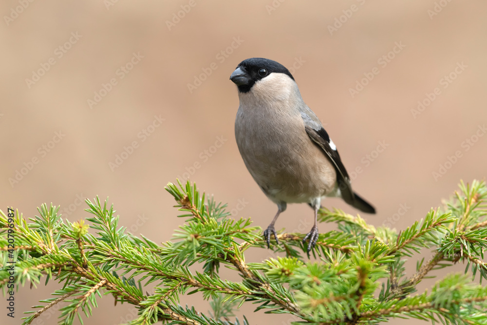 Eurasian bullfinch female ( Pyrrhula pyrrhula ) Eurasian bullfinch female ( Pyrrhula pyrrhula )