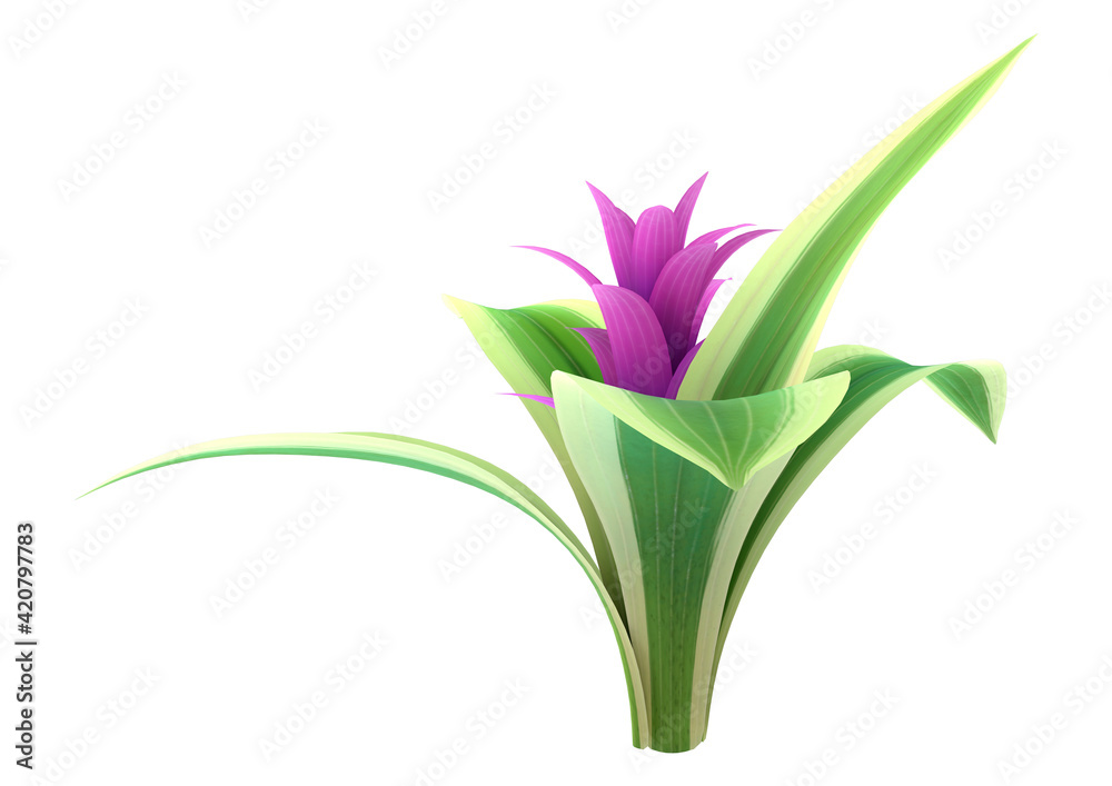 3D Rendering Bromeliad Plant on White