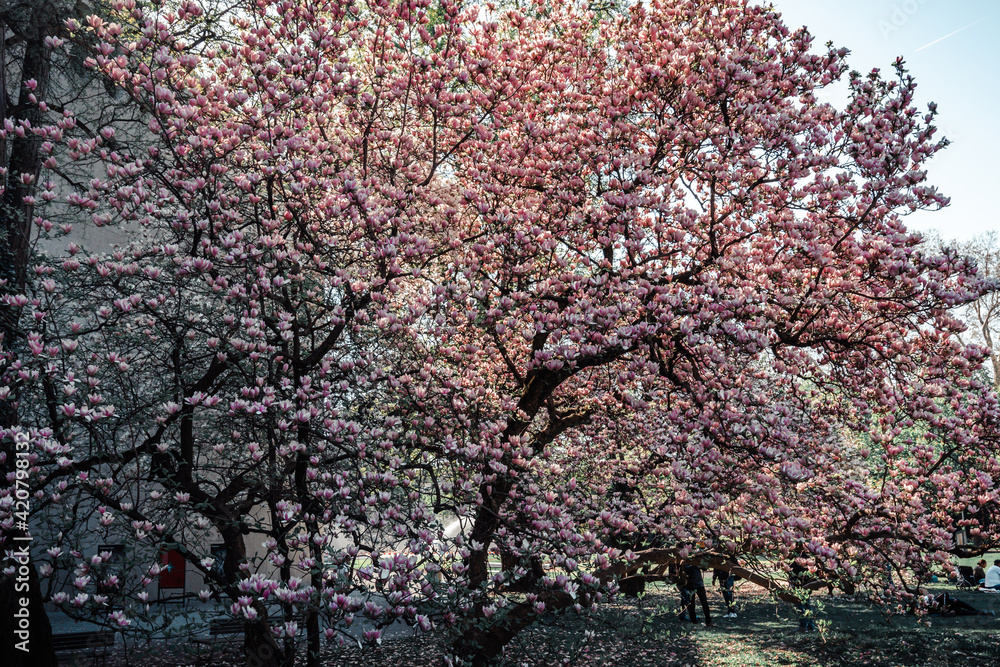 Cherry blossom tree, srping time