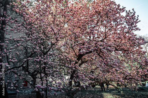 Cherry blossom tree, srping time