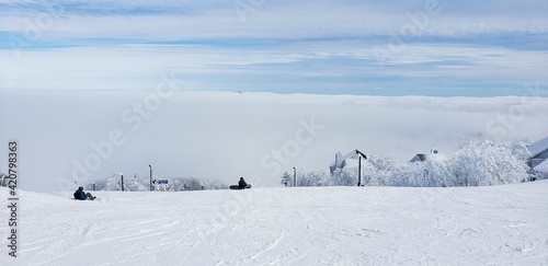 snow covered trees