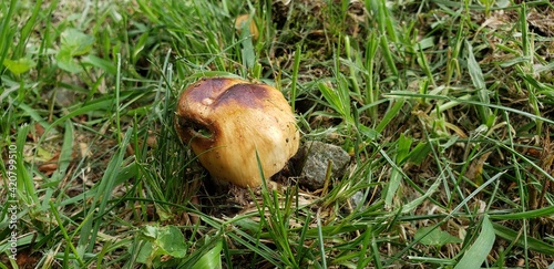 mushroom in the forest