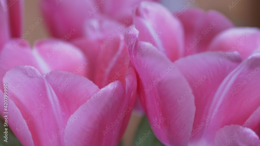 Blooming Tulip Flower Bud Open, Yellow Pollen on Core. Gardening. Zoom. Close-up Blooming Tulip Flower Bud Open, Yellow Pollen on Core. Gardening. Zoom. Close-up