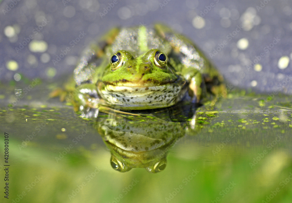 Frosch mit Spiegelung