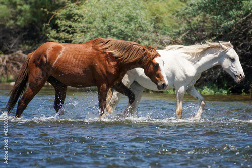 Brown and White Wild Horse Crossing River