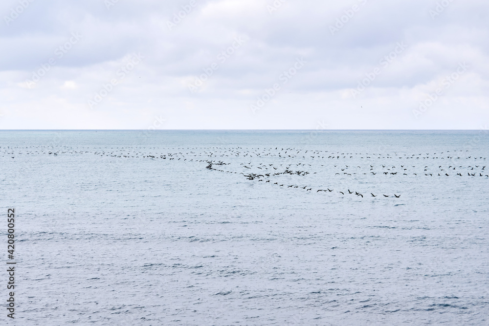 seascape with a flock of migratory birds flying low over the water seascape with a flock of migratory birds flying low over the water