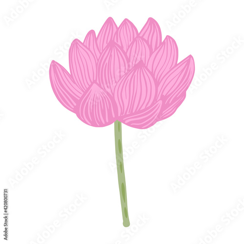 Pink Lotus flower isolated on white background. Abstract sketch botanical blossom in doodle style. © smth.design