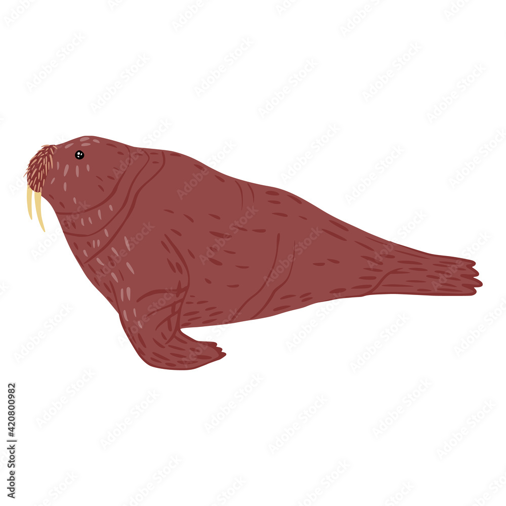 Walrus isolated on white background. Animal brown color with tusks character design from arctic. Doodle style.