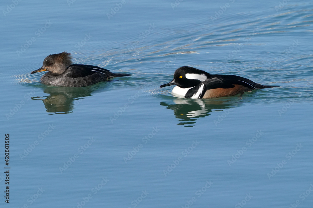 Hooded Merganser pair swimming on clear blue water in lake in spring on freezing cold day. Or female by herself Hooded Merganser pair swimming on clear blue water in lake in spring on freezing cold day. Or female by herself