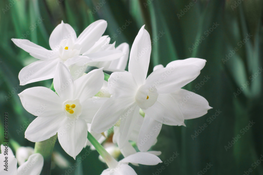 close up narcissus . Narcissus White. spring flowers. Narcissus Paperwhite Ziva blooms in the garden. springtime background.
flower background with space for text. Daffodils beautiful in garden close up narcissus . Narcissus White. spring flowers. Narcissus Paperwhite Ziva blooms in the garden. springtime background.
flower background with space for text. Daffodils beautiful in garden
