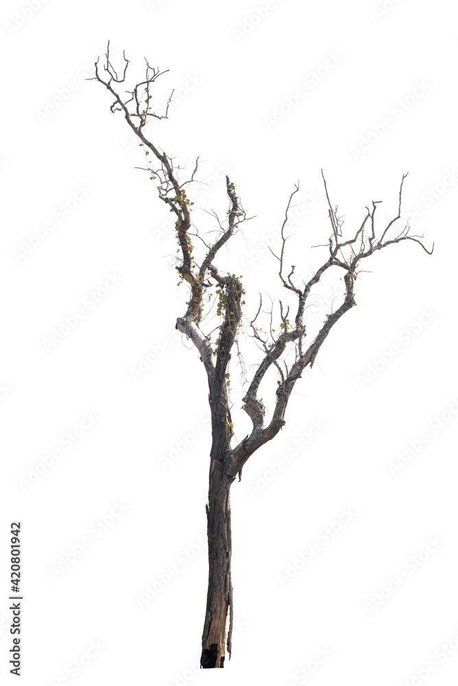 Dead tree on the white background Dead tree on the white background