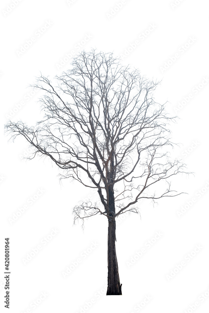 Dead tree on the white background Dead tree on the white background