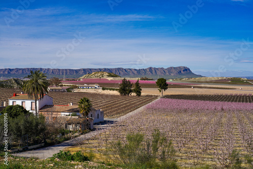 фотографія Peach blossom in Cieza, Soto de la Zarzuela in the Murcia region in Spain