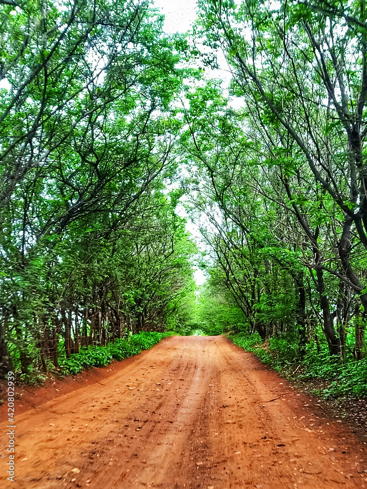 Fototapeta premium road in the forest
