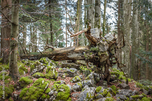 entwurzelter Baum mit Felsbrocken in den Wurzeln photo