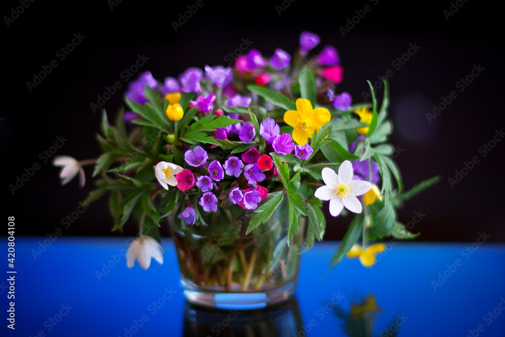 A small and delicate bouquet of multicolored primroses noble liverwort, anemone and others on a black background. Spring laconic still life with flowers.