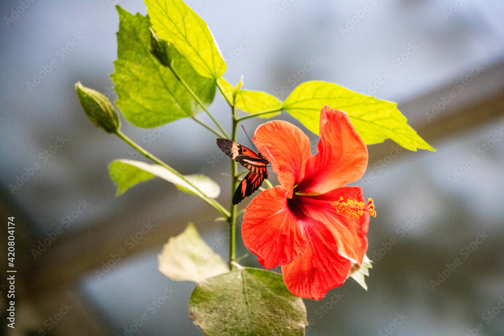 A beautiful brown colorful butterfly stops on a plants and red flower, close up macro A beautiful brown colorful butterfly stops on a plants and red flower, close up macro