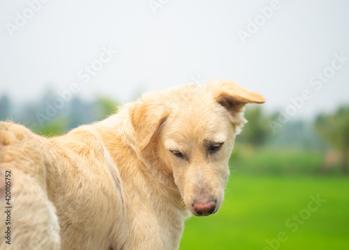 Dog looking back and looking something with greenery and cloudy sky background.