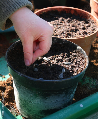 A toddler sowing sunflower seeds outdoors in the spring sunshine