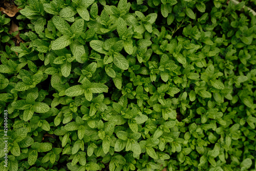 High view of aromatic spearmint growing in field. Mentha spicata High view of aromatic spearmint growing in field. Mentha spicata