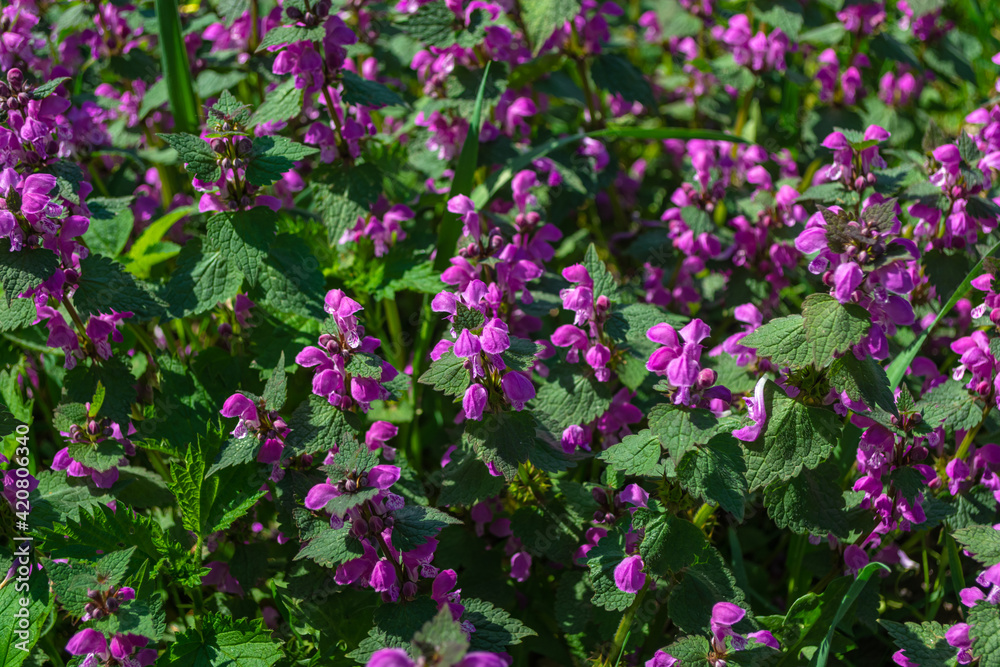  Lamium purpureum.