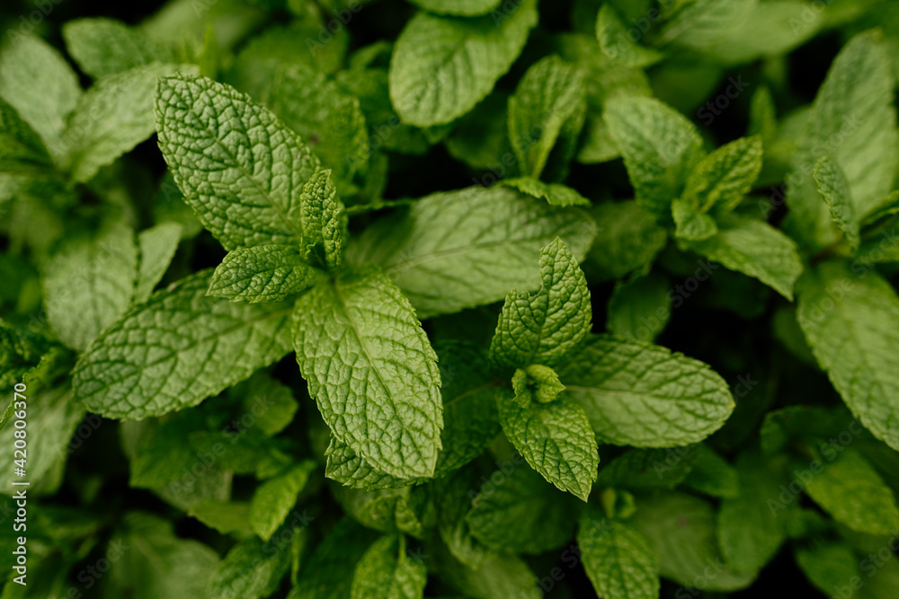 Close-up of aromatic spearmint growing in field. Mentha spicata Close-up of aromatic spearmint growing in field. Mentha spicata