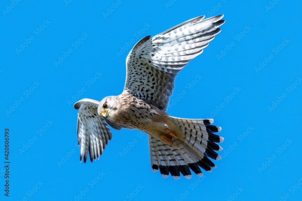 Fototapeta premium Kestrel hovering while looking for something for lunch