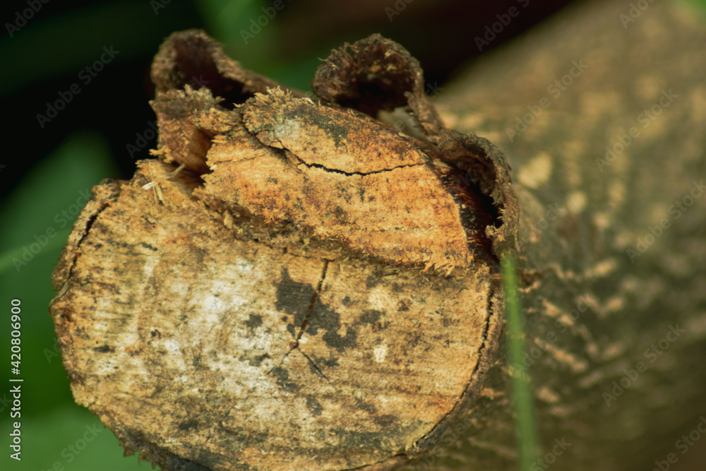 Obraz premium sawed wood in the forest. nature background concept