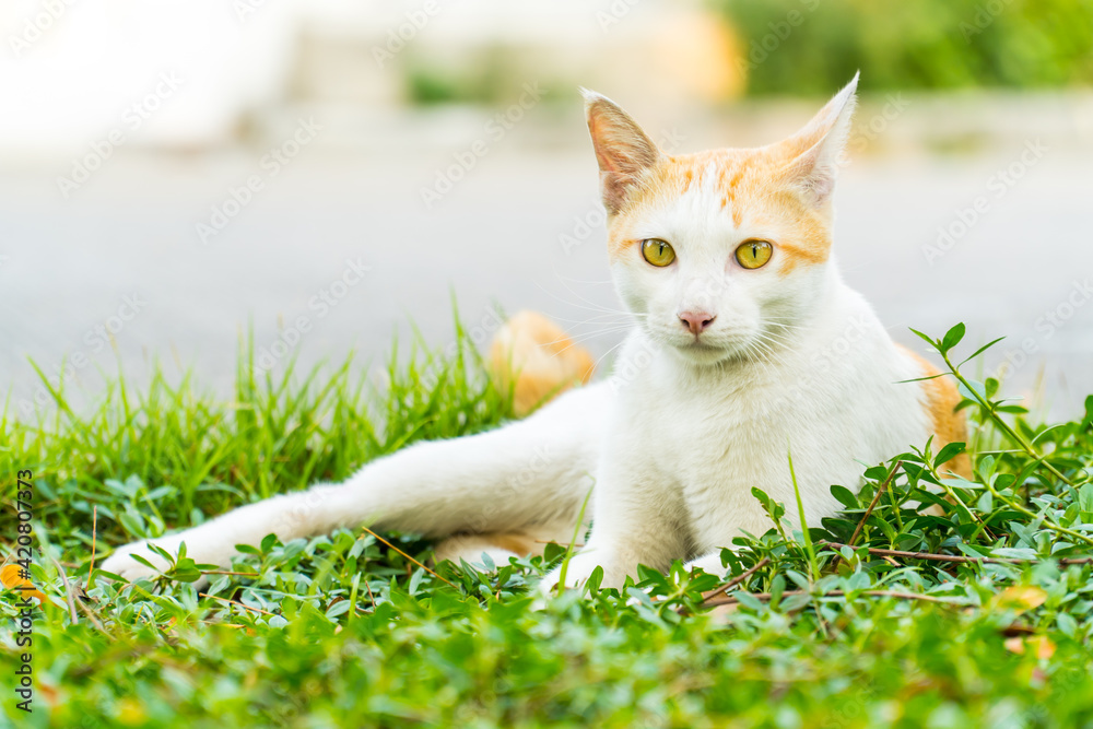 The cat looks to camera and sits on a green lawn. Portrait of white and orange cat with yellow eyes, close up.