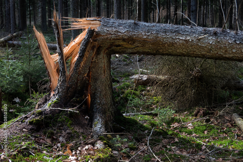 Storm damage: cracked pine tree in a forest