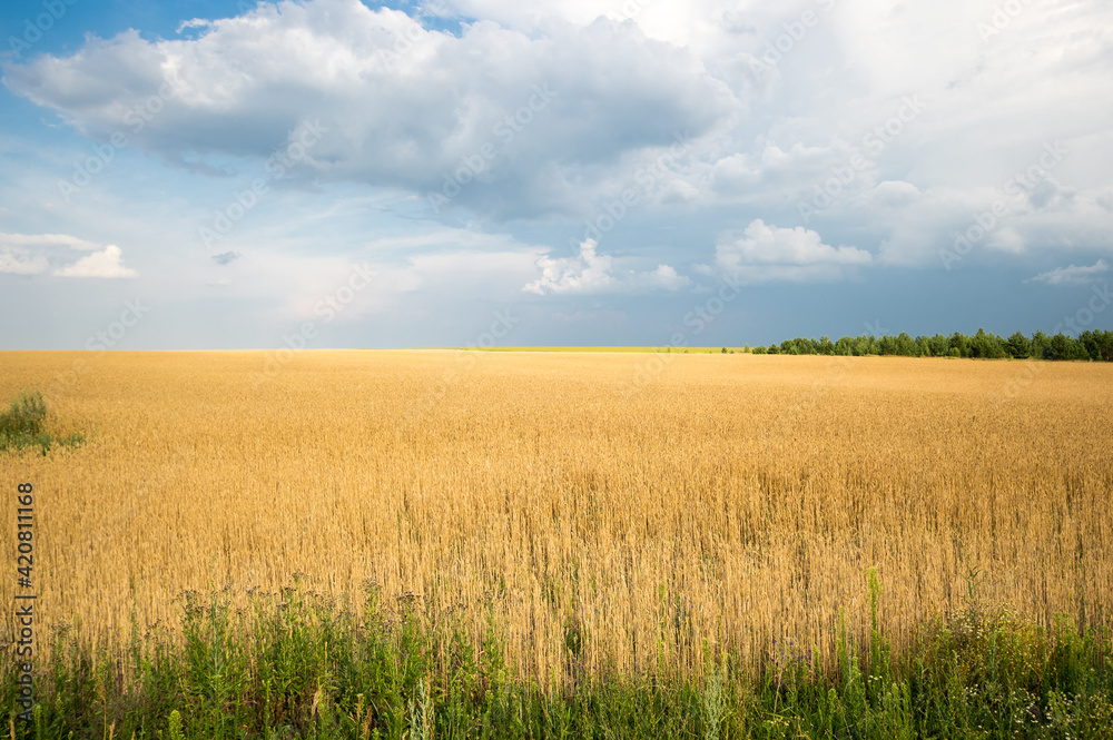 View of wheat field