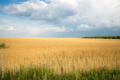 View of wheat field