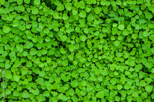 Fresh green leaves for seamless texture background. Lush vegetation close-up.