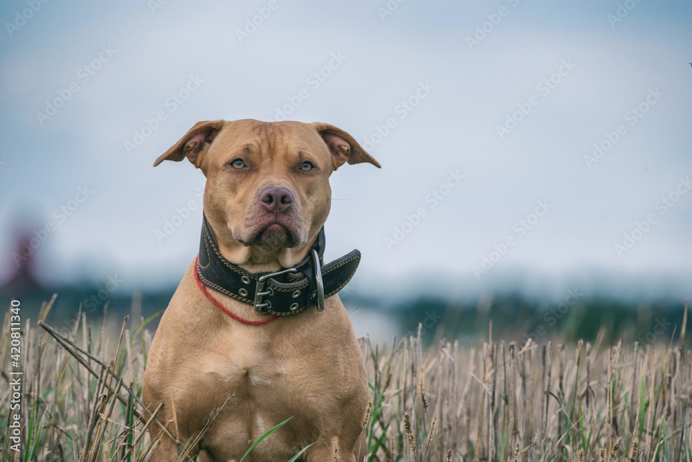 Portrait of an American Pit Bull Terrier in a wide collar in the grass. Portrait of an American Pit Bull Terrier in a wide collar in the grass.